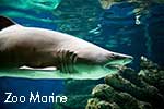 Zoomarine Shark